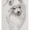 American Eskimo Dog: Dog Portrait by Stephen Kline