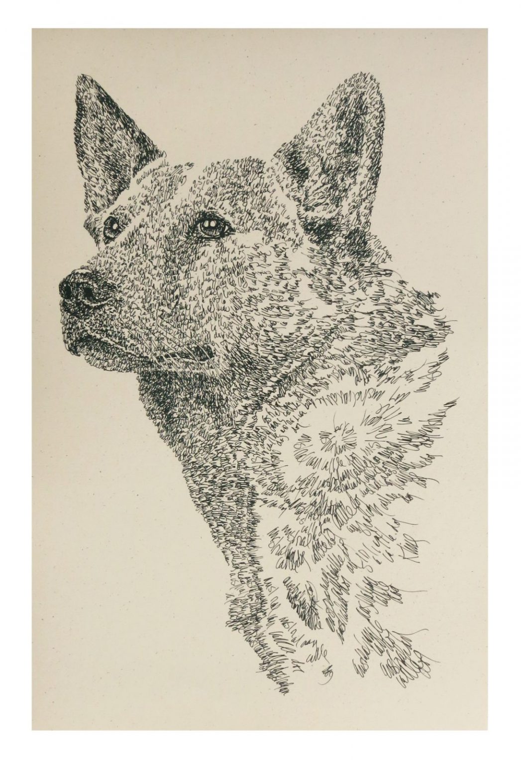 Australian Cattle Dog: Portrait by Stephen Kline : DrawDOGS by Stephen ...