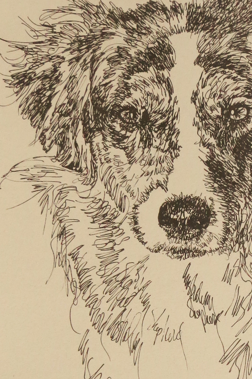 AUSTRALIAN SHEPHERD DOG ART PRINT #36 Stephen Kline adds dogs name free AUSSIE 