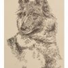 Belgian Tervuren: Dog Portrait by Stephen Kline