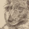 Belgian Tervuren: Dog Portrait by Stephen Kline - Image 2