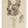 Boston Terrier: Dog Portrait by Stephen Kline