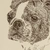 Boston Terrier: Dog Portrait by Stephen Kline - Image 2