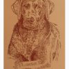 Chocolate Labrador Retriever: Dog Portrait by Stephen Kline