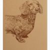 Dachshund: Dog Portrait by Stephen Kline