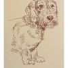 Dachshund - Wirehaired: Dog Portrait by Stephen Kline