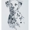 Dalmatian: Dog Portrait by Stephen Kline