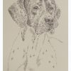 English Pointer BLACK: Dog Portrait by Stephen Kline