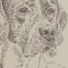 English Pointer BLACK: Dog Portrait by Stephen Kline - Image 2