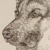 German Shepherd: Dog Portrait by Stephen Kline - Image 2