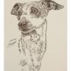Italian Greyhound: Dog Portrait by Stephen Kline