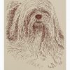 Lhasa Apso: Dog Portrait by Stephen Kline