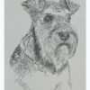 Miniature Schnauzer: Dog Portrait by Stephen Kline