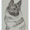 Norwegian Elkhound: Dog Portrait by Stephen Kline