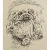 Pekingese: Dog Portrait by Stephen Kline