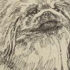 Pekingese: Dog Portrait by Stephen Kline - Image 2