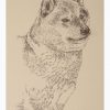 Shiba Inu: Dog Portrait by Stephen Kline