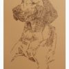 Vizsla: Dog Portrait by Stephen Kline