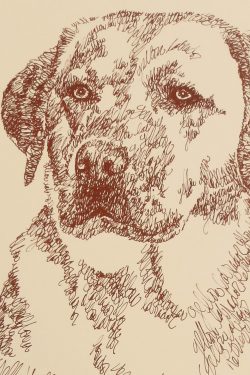 Yellow Labrador Retriever: Dog Portrait by Stephen Kline : DrawDOGS by ...